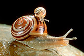 INS 15 WF0003 01
White-Lipped Garden Snail Carrying Young On Back