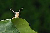 INS 15 WF0005 01
Grove Snail Looking Over Ivy Leaf