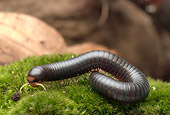 INS 17 WF0001 01
Yellow-Headed Millipede Crawling On Grass