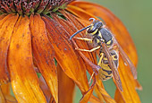INS 17 WF0002 01
Paper Wasp Sitting On Orange Flower