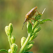 INS 17 WF0004 01
Bishop's Mitre Shield Bug Climbing On Flower Bud