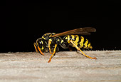 INS 17 WF0005 01
European Paper Wasp Gnawing On Wood In Dark