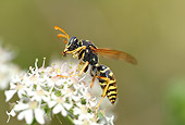 INS 17 WF0006 01
European Paper Wasp Sitting On White Flower