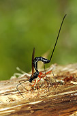 INS 17 WF0009 01
Ichneumon Wasp Inserting Ovipositor Into Cavity With Host Larva