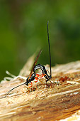 INS 17 WF0010 01
Ichneumon Wasp Depositing Eggs Into Host Larva