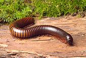 INS 17 WF0011 01
Giant African Millipede Crawling On Wood