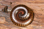 INS 17 WF0012 01
Giant African Millipede Curled Up On Wood