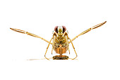 INS 17 WF0013 01
Common Backswimmer Hanging Upside-Down On Surface Of Water On White Seamless