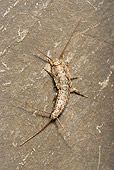 INS 17 WF0014 01
Four-Lined Silverfish Crawling On Rock