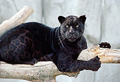 JAG 01 GR0001 01
Close-Up Of Black Jaguar Laying On Log Profile