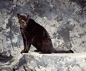 JAG 01 RK0020 04
Full Body Shot Of Black Jaguar Sitting Sideways Facing Camera On Gray Marble Background