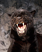 JAG 01 RK0005 11
Close Up Shoulder Shot Of Black Jaguar Laying Facing Camera Growling Teeth Showing Gray Marble Backgrnd