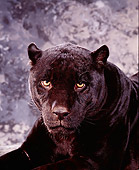 JAG 01 RK0013 03
Close Up Shoulder Shot Of Black Jaguar Laying Facing Camera Gray Marble Background