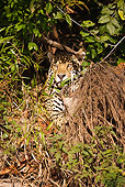 JAG 02 MC0001 01
Spotted Jaguar Laying In Rainforest Brazil