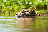 JAG 02 MC0002 01
Close-Up Of Spotted Jaguar Swimming In Pond Brazil