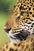 JAG 02 MC0003 01
Head Shot Of Spotted Jaguar In Rainforest Costa Rica