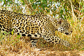 JAG 02 MC0004 01
Close-Up Jaguar Hunting In Foliage Kenya