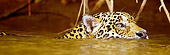 JAG 02 MC0005 01
Head Shot Of Jaguar Swimming Close To Surface Of Water Kenya