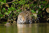 JAG 02 MC0006 01
Jaguar Hunting Along Riverbank Pantanal, Brazil