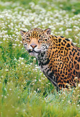 JAG 02 RK0024 03
Shoulder Shot Of Jaguar In White Flower Field