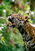 JAG 02 KH0001 01
Head Shot Of Jaguar In Jungle