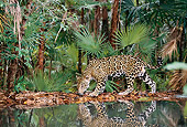 JAG 02 KH0002 01
Jaguar Walking By Edge Of Water In Jungle