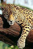 JAG 02 LS0001 01
Spotted Jaguar Resting On Tree Branch Belize