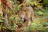 JAG 02 LS0002 01
Spotted Jaguar Approaching Camera On Jungle Floor In Central America