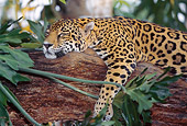 JAG 02 LS0003 01
Close-Up Of Jaguar Sleeping On Log