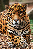 JAG 02 RK0002 02
Spotted Jaguar Laying And Facing Camera Paws Crossed Over On Dry Leaves By Tree