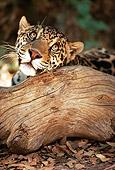 JAG 02 RK0014 01
Head Shot Of Spotted Jaguar Peeking Over Log Facing Camera On Old Dry Leaves