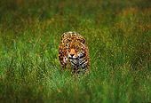 JAG 02 RK0034 09
Jaguar Walking Towards Camera On Tall Grass Field