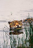JAG 02 RK0037 02
Jaguar Swimming In Water Towards Camera