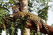 JAG 02 TL0001 01
Spotted Jaguar Resting On Tree Branch In Central America