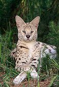 JGC 01 TK0001 01
Serval Laying In Tall Grass
