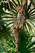 JGC 01 TL0001 01
Margay Resting In Tree In Jungle In Central America