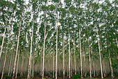 LAN 01 HP0012 01
Agriculture In Zululand, South Africa