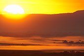 LAN 01 MC0002 01
Sunrise And Fog In Masai Mara Kenya