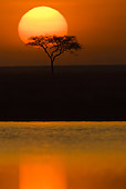 LAN 01 MC0003 01
Sunrise And Acacia Tree Over Water In Masai Mara Kenya