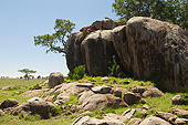 LAN 01 MC0009 01
Zebra Rock In Serengeti National Park, Tanzania, Africa