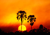 LAN 01 MH0001 01
Sunset In Africa