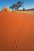 LAN 01 MH0002 01
Animal Tracks In Red Sand Namibia