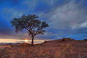 LAN 01 MH0003 01
Thorn Tree At Sunrise Namibia