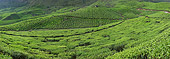 LAN 01 MH0006 01
Sprawling Tea Plantation India