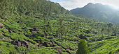 LAN 01 MH0007 01
Sprawling Tea Plantation India