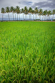 LAN 01 MH0008 01
Rice Field With Coconut Trees In Background India