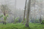 LAN 01 MH0009 01
Tall Coconut Trees Shrouded In Mist India