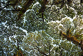 LAN 01 MH0010 01
Forest Tree Canopy India