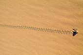 LAN 01 MH0012 01
Animal Tracks In Sand Dunes Namibia