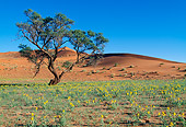LAN 01 MH0014 01
Grass, Flowers And Sand Against Blue Sky Namibia